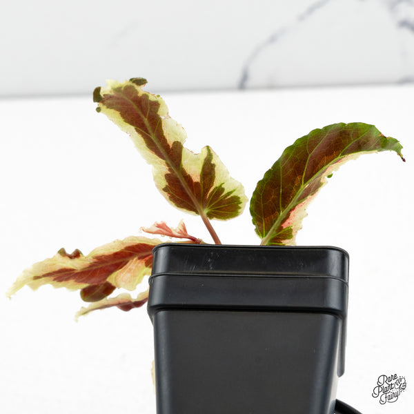 Begonia 'Dainty Spray' Sport Variegated (wk48-K)