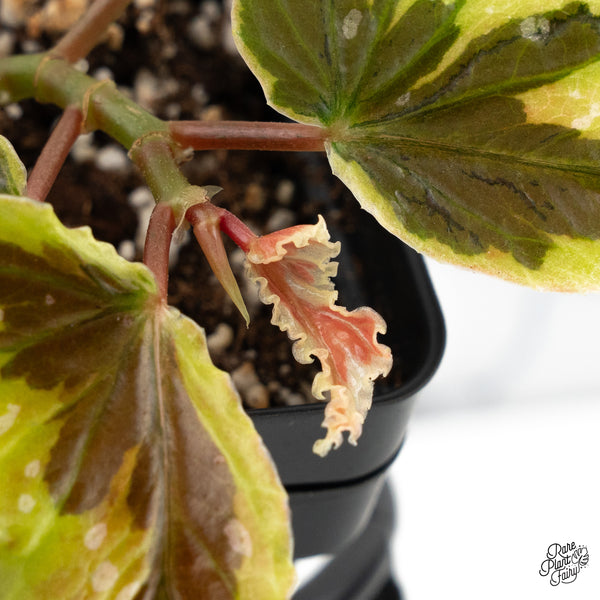 Begonia 'Dainty Spray' Sport Variegated (wk48-K)