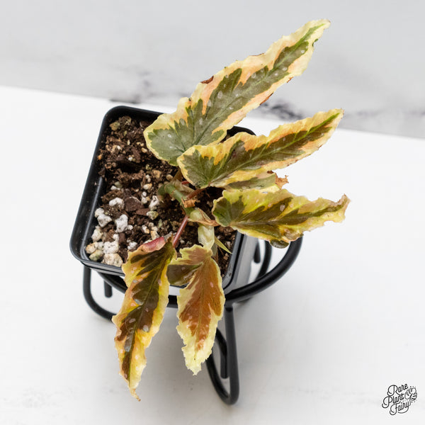 Begonia 'Dainty Spray' Sport Variegated (wk49-D)