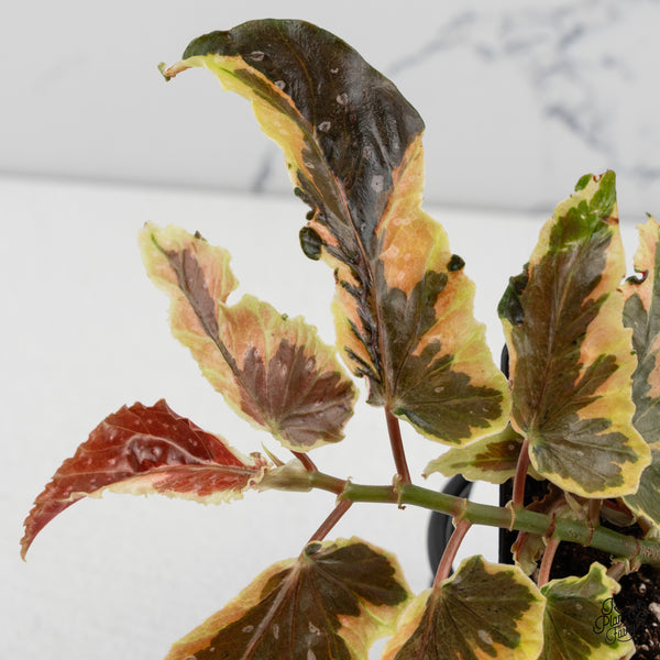 Begonia 'Dainty Spray' Sport Variegated (wk50-E)