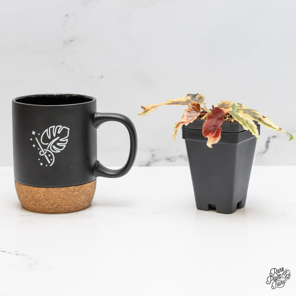 Begonia 'Dainty Spray' Sport Variegated (wk51-K)