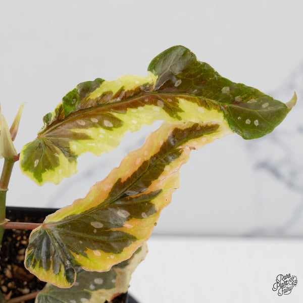 Begonia 'Dainty Spray' Sport Variegated (wk52-B)