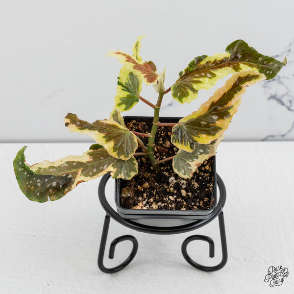 Begonia 'Dainty Spray' Sport Variegated (wk52-B)