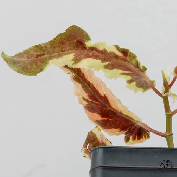 Begonia 'Dainty Spray' Sport Variegated (wk52-B)