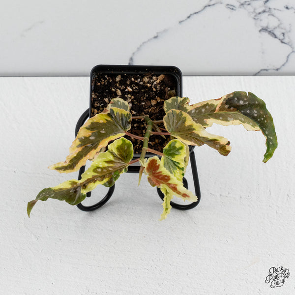 Begonia 'Dainty Spray' Sport Variegated (wk52-B)