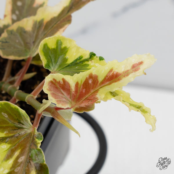 Begonia 'Dainty Spray' Sport Variegated (wk52-B)