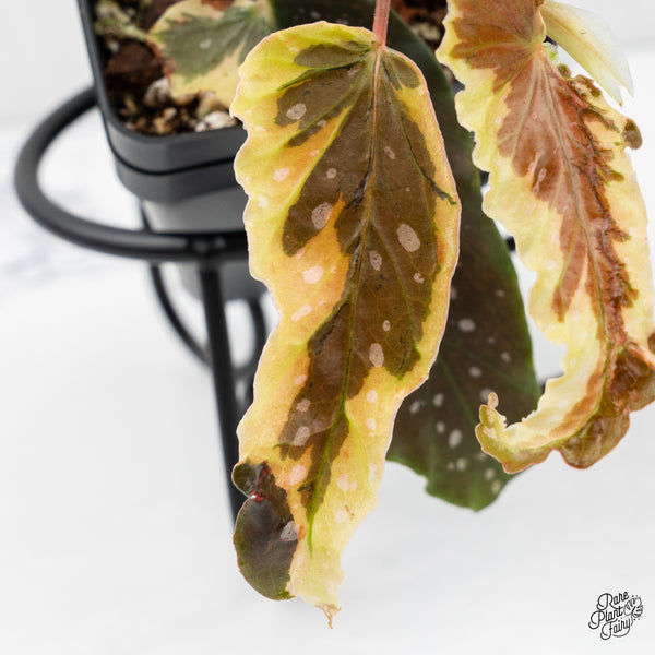 Begonia 'Dainty Spray' Sport Variegated (wk2-M)
