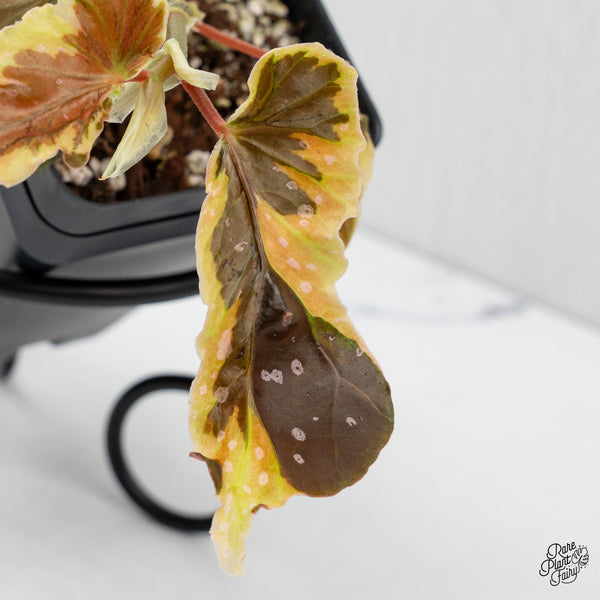 Begonia 'Dainty Spray' Sport Variegated (wk2-M)