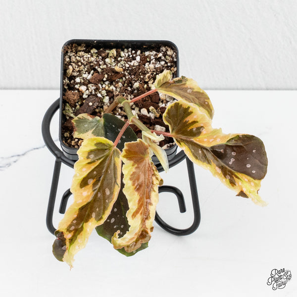 Begonia 'Dainty Spray' Sport Variegated (wk2-M)