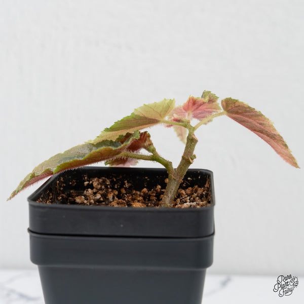 Begonia 'Ginny Galaxy' Variegated (wk4-F)