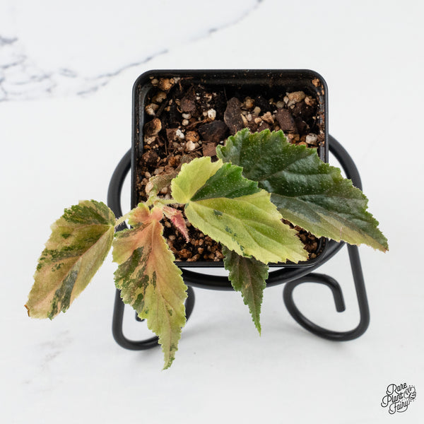 Begonia 'Ginny Galaxy' Variegated (wk4-F)