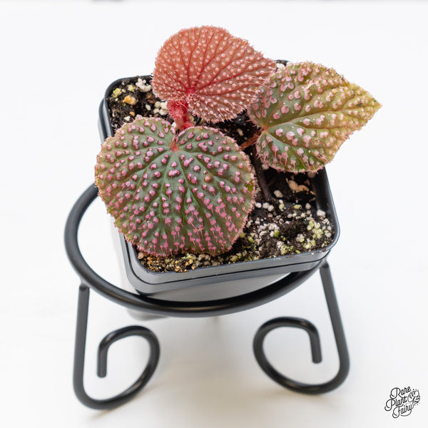 Begonia 'Pink Urchin' (wk51-J)