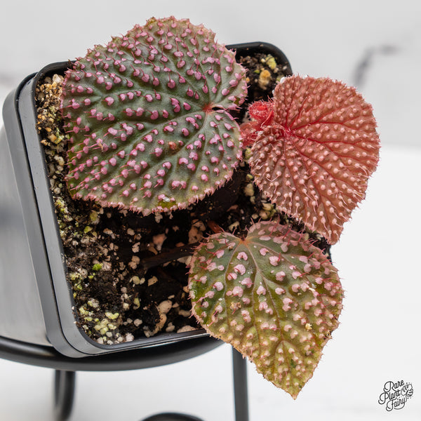 Begonia 'Pink Urchin' (wk51-J)