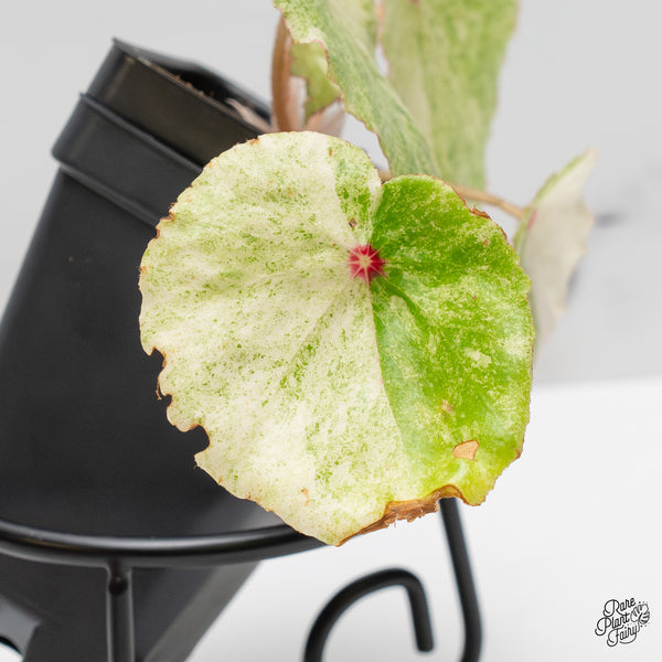 Begonia 'Rouge' variegated (wk51-M)