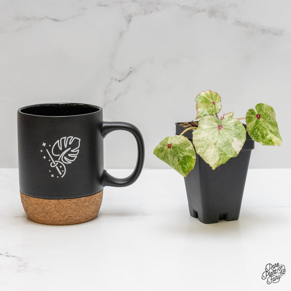 Begonia 'Rouge' variegated (wk52-A)