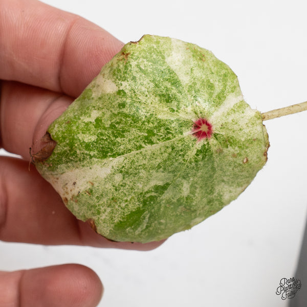 Begonia 'Rouge' variegated (wk52-A)