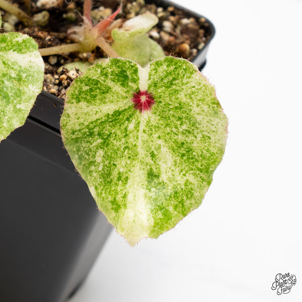 Begonia 'Rouge' variegated (wk52-A)