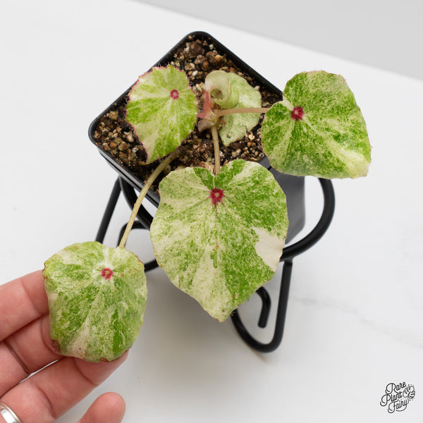 Begonia 'Rouge' variegated (wk52-A)