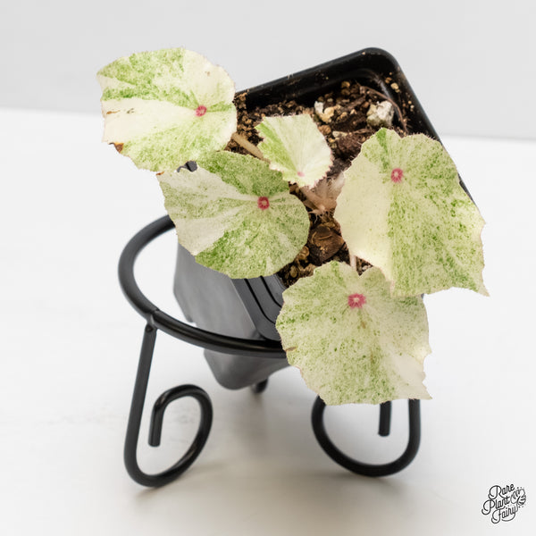 Begonia 'Rouge' variegated (wk5-R)
