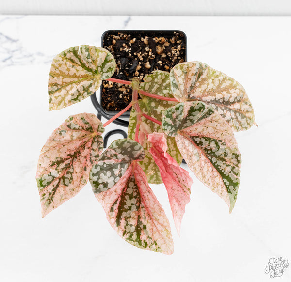 Begonia 'Snow Capped' Variegated (wk11-O)