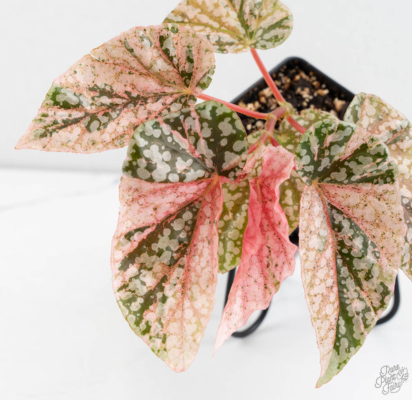 Begonia 'Snow Capped' Variegated (wk11-O)