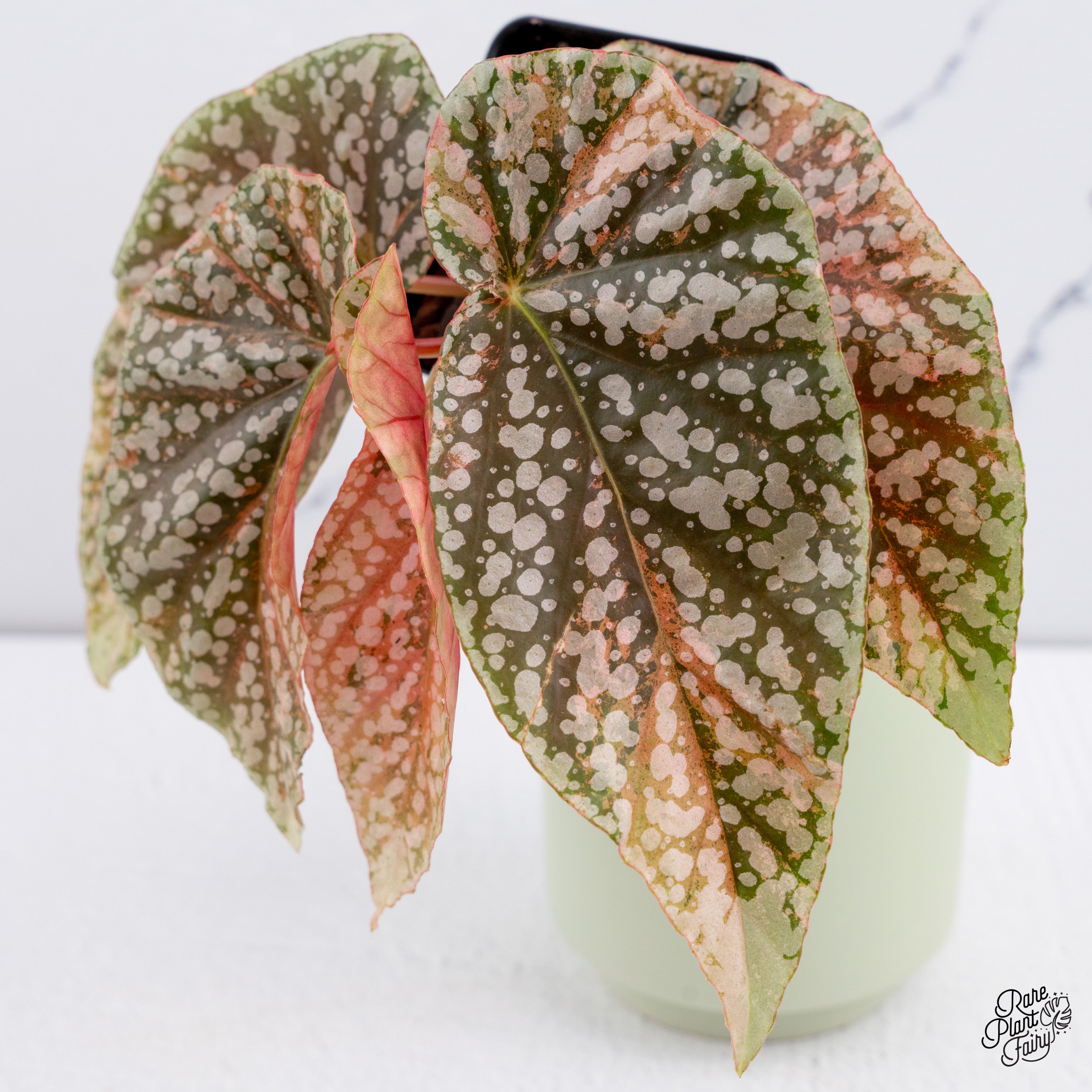 3 Begonia Capped pink ベゴニア スノーキャップド Pink Variegated