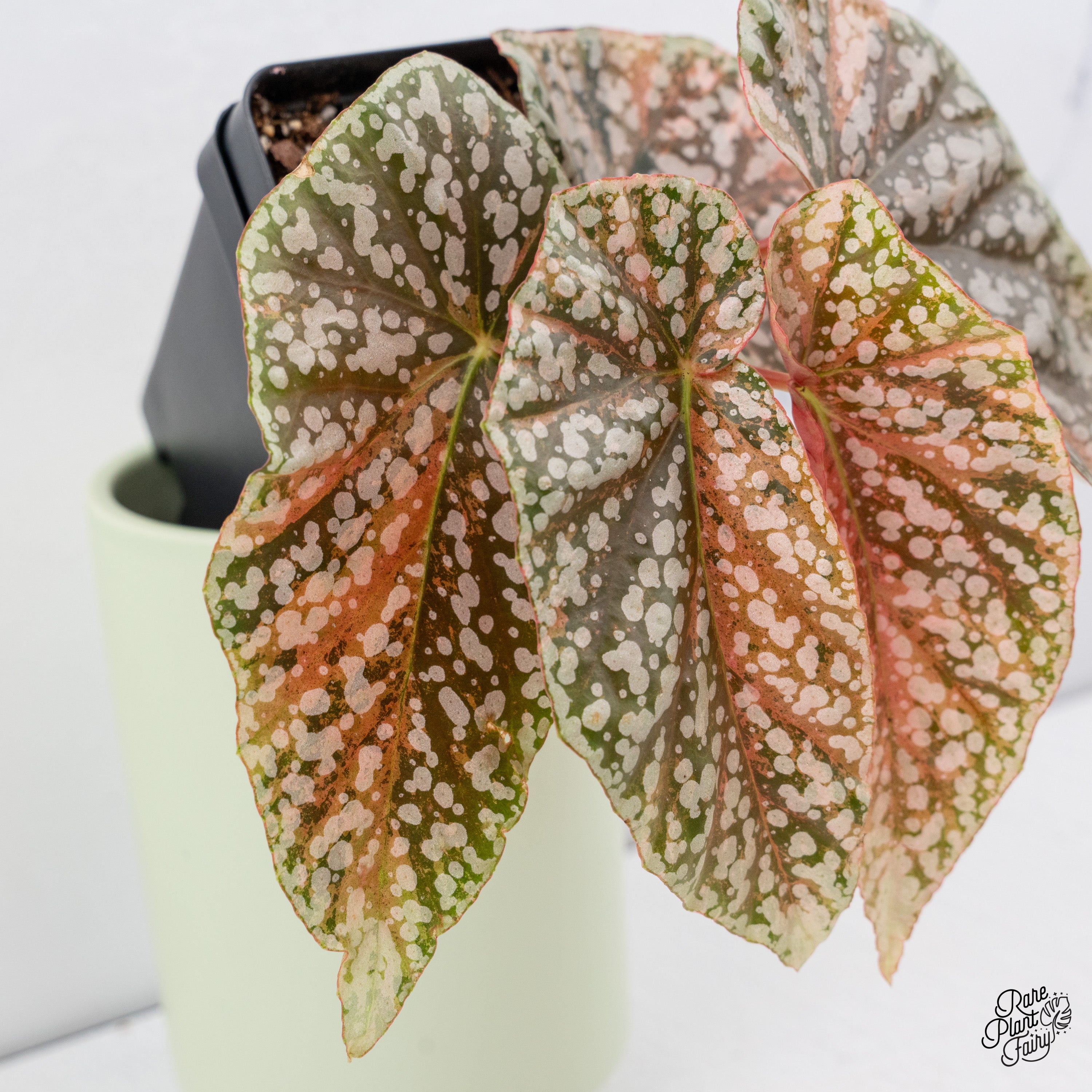 Begonia 'Snow Capped' Variegated (wk38-A) – Rare Plant Fairy