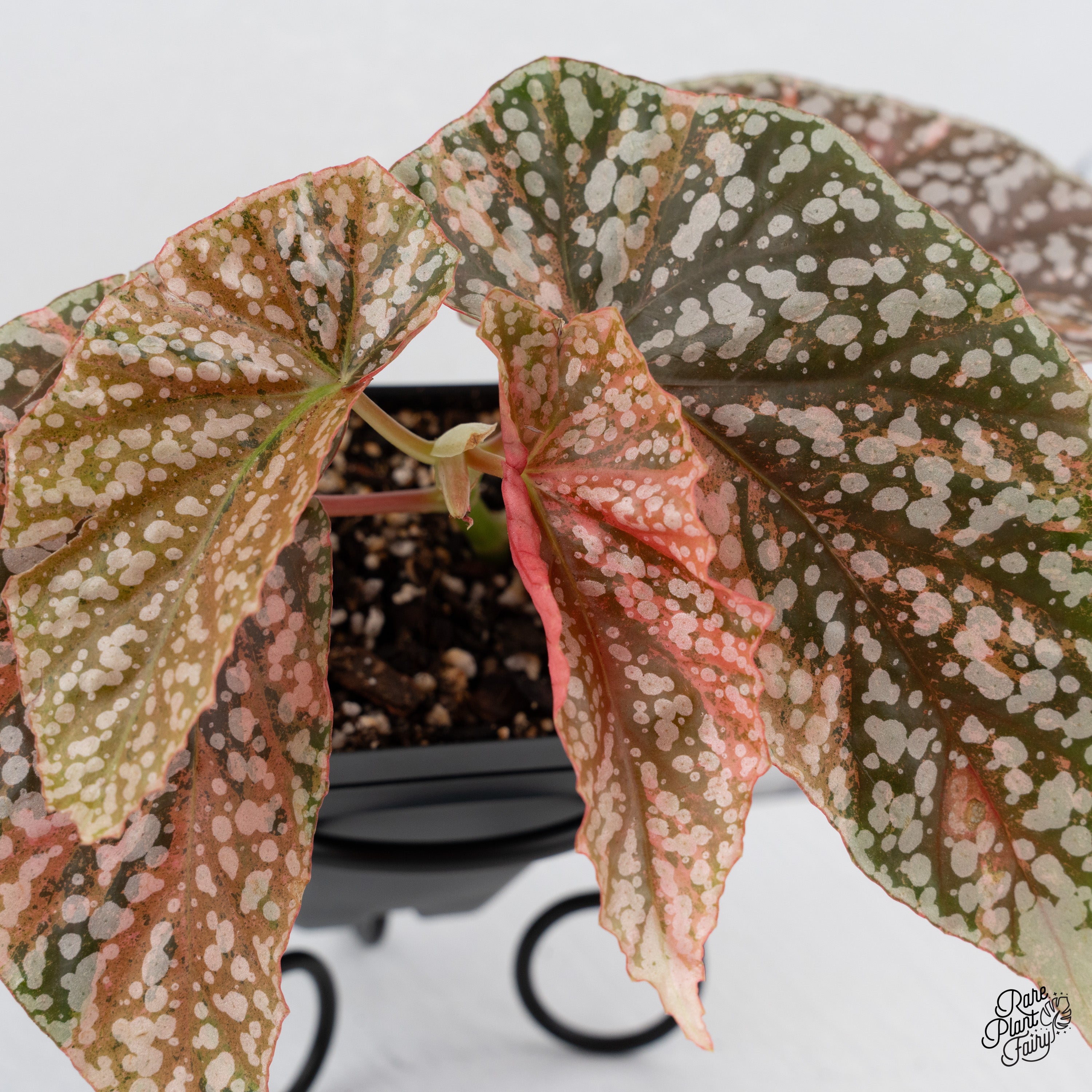 Begonia 'Snow Capped' Variegated (wk39-A) – Rare Plant Fairy