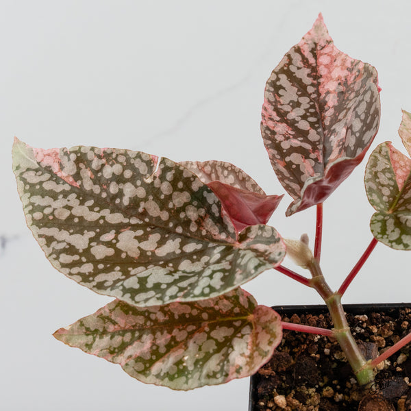 Begonia 'Snow Capped' Variegated (wk49-O)