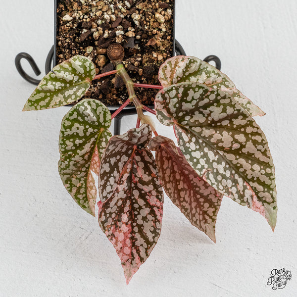 Begonia 'Snow Capped' Variegated (wk49-O)