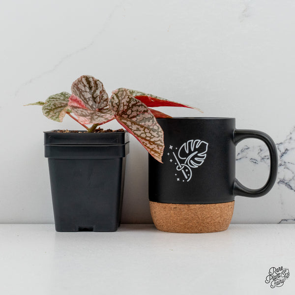 Begonia 'Snow Capped' Variegated (wk49-O)