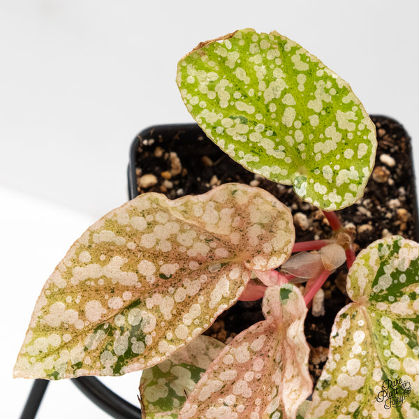 Begonia 'Snow Capped' Variegated (wk6-F)