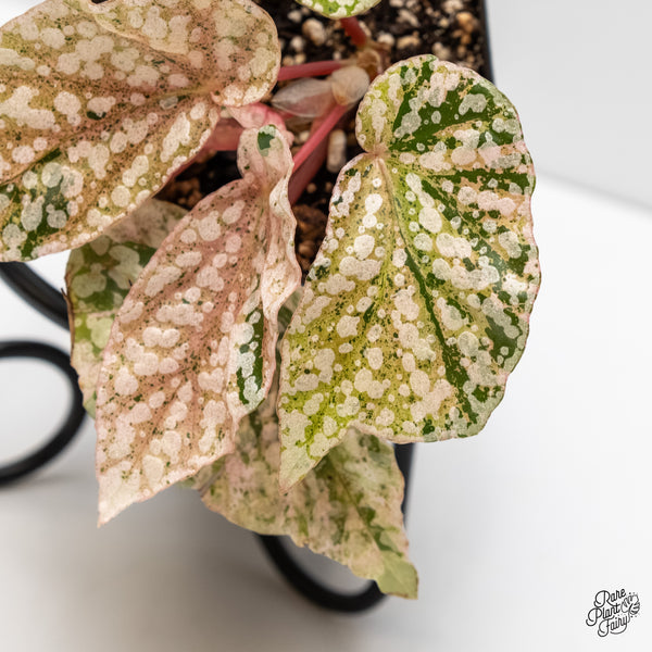 Begonia 'Snow Capped' Variegated (wk6-F)