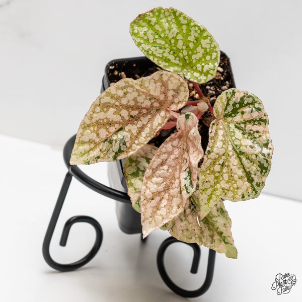 Begonia 'Snow Capped' Variegated (wk6-F)