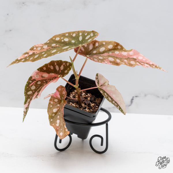 Begonia Maculata Pink Variegated (wk49-J)