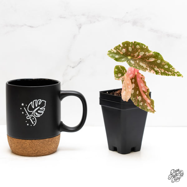 Begonia Maculata Pink Variegated (wk6-E)