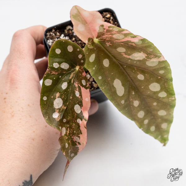 Begonia Maculata Pink Variegated (wk49-H)