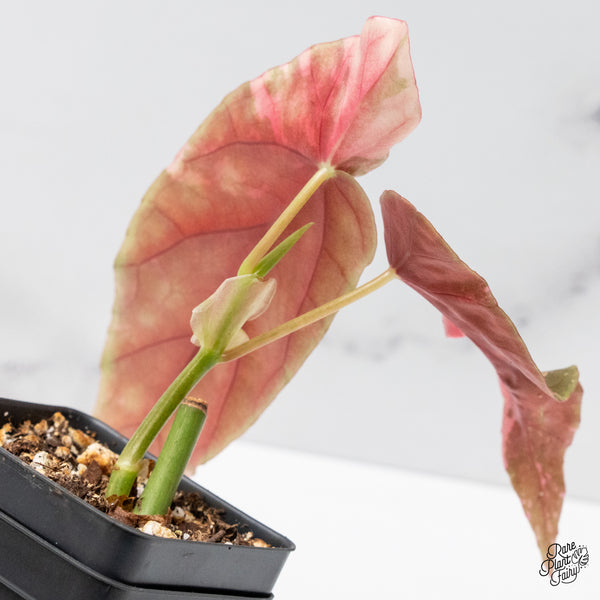 Begonia Maculata Pink Variegated (wk49-H)