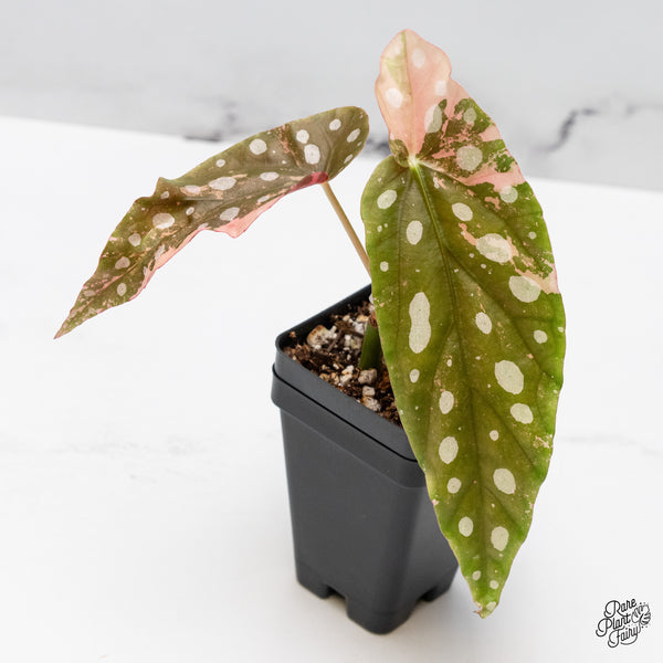 Begonia Maculata Pink Variegated (wk49-H)