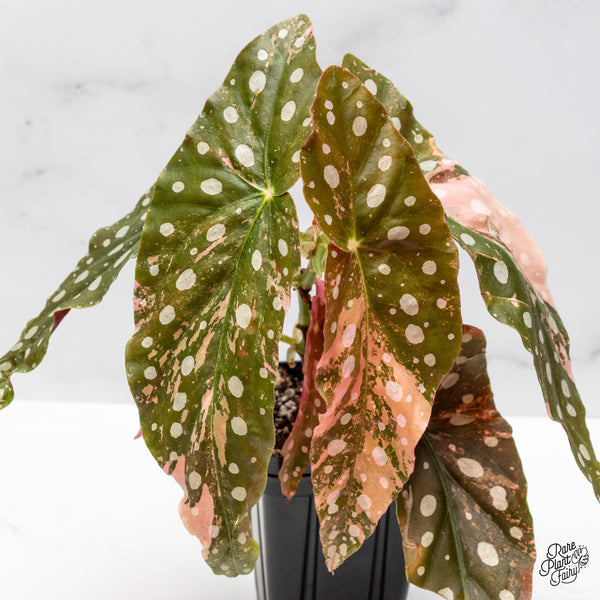 Begonia Maculata Pink Variegated (wk50-UD)