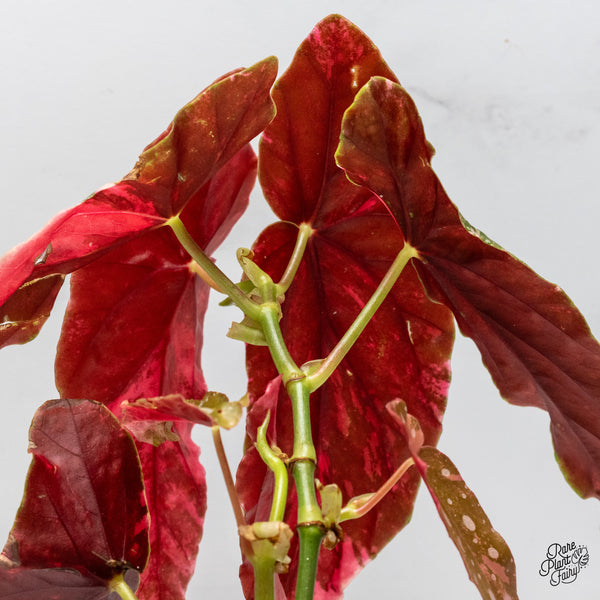 Begonia Maculata Pink Variegated (wk50-UD)