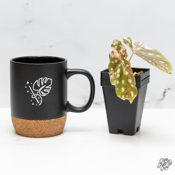 Begonia Maculata Pink variegated (wk51-N)