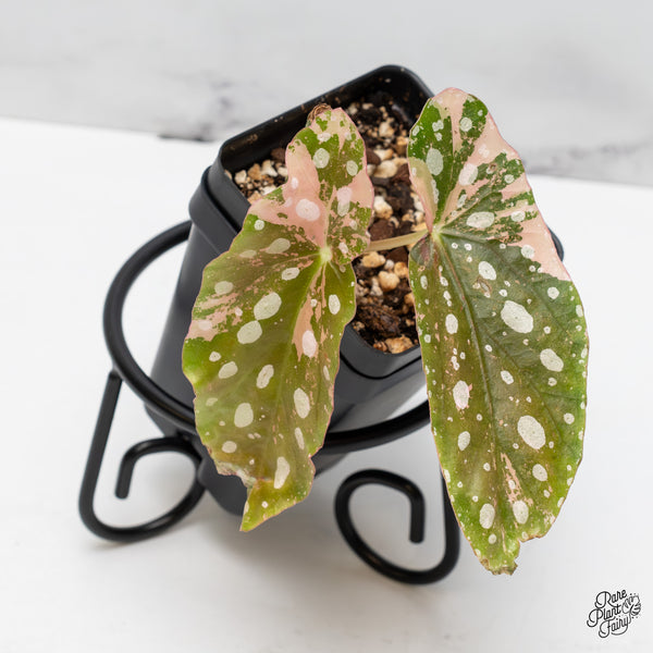 Begonia Maculata Pink variegated (wk51-N)