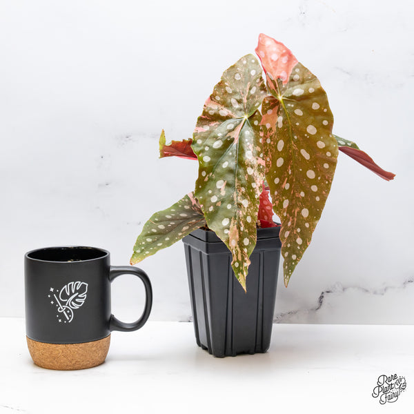 Begonia Maculata Pink Variegated (wk51-UE)