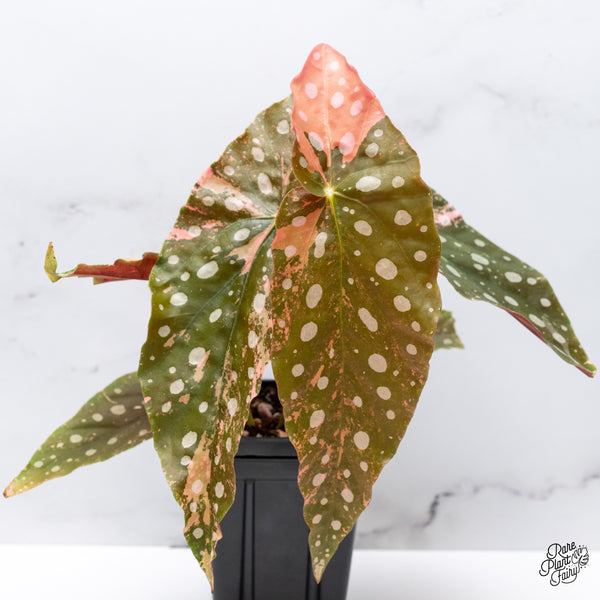Begonia Maculata Pink Variegated (wk51-UE)