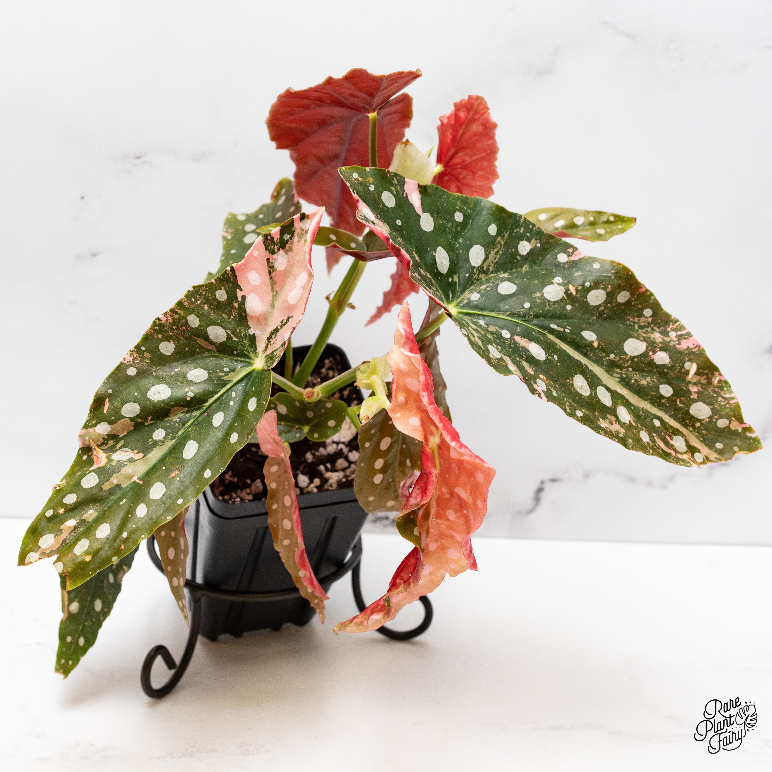 Begonia Maculata Pink Variegated (wk52-UI) *2 Plants in Pot