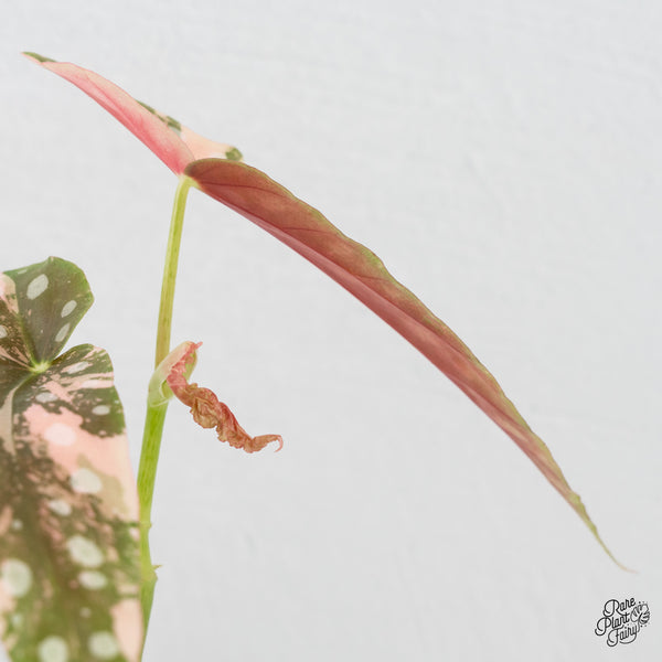 Begonia Maculata Pink Variegated (wk4-H)