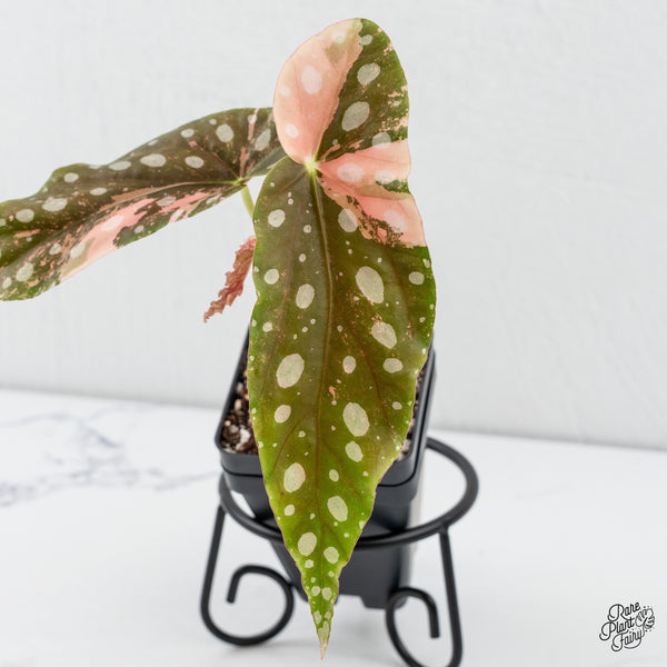 Begonia Maculata Pink Variegated (wk4-H)