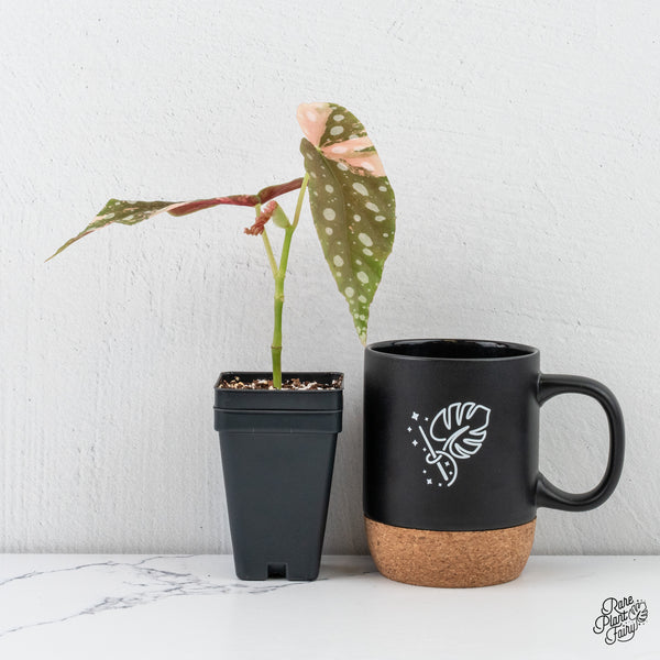 Begonia Maculata Pink Variegated (wk4-H)