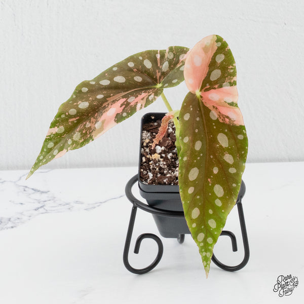 Begonia Maculata Pink Variegated (wk4-H)